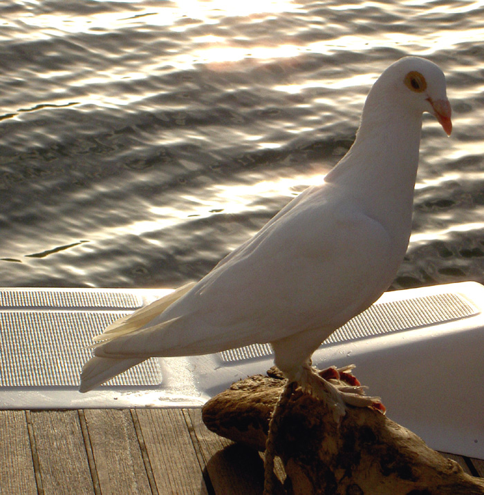 Fauna_08