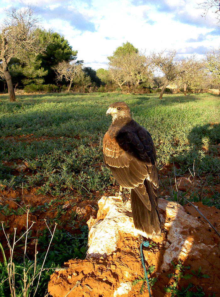 Galt - Aguila de Harris, (Parabuteus unicinctus)