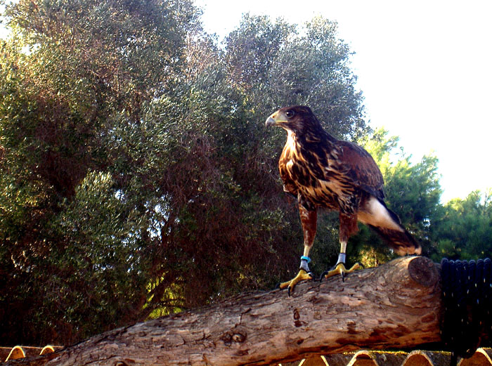 Galt in Cala Sa Nau