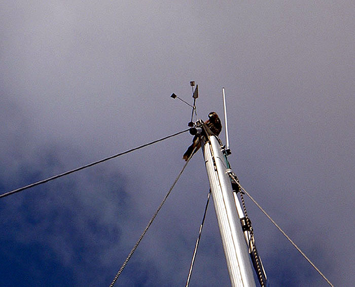 Galt auf Mast