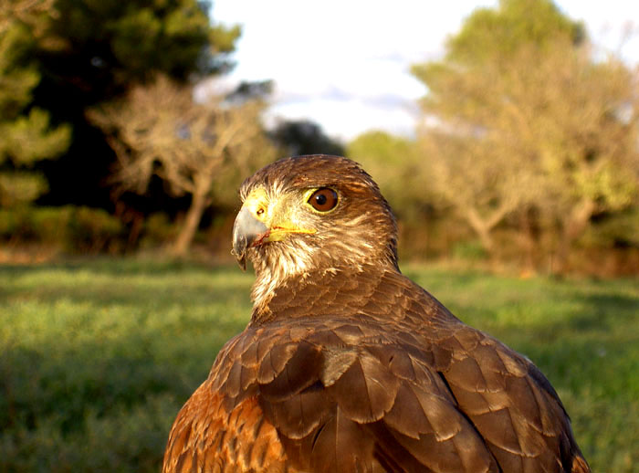 Galt bei der Jagd