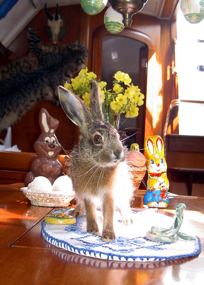 Max - Wildhase