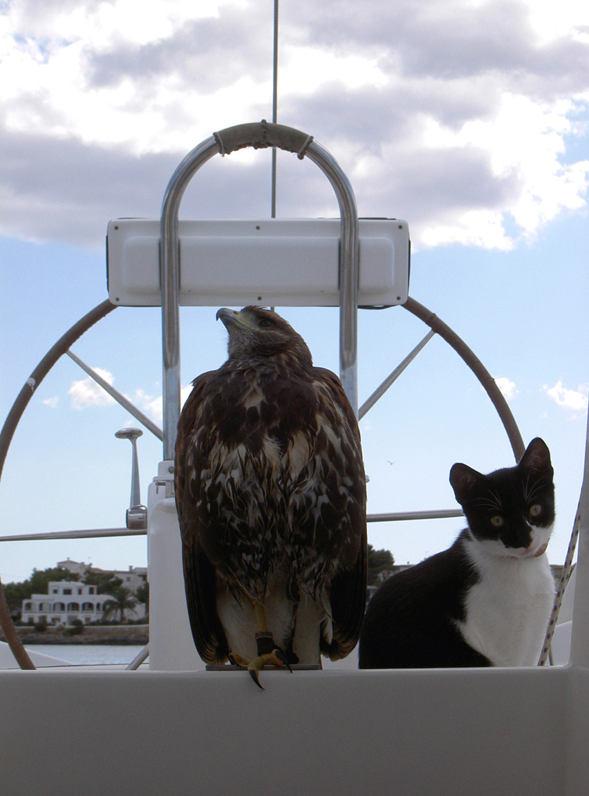 animales a bordo
